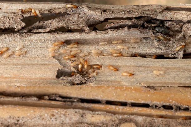 Flea Control Services in Garden City, ID