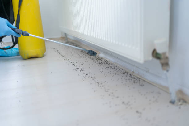 Best Ant Control Services  in Garden City, ID